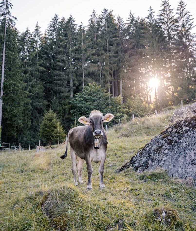 Kühe auf der Wiese in Blaichach im Allgäu