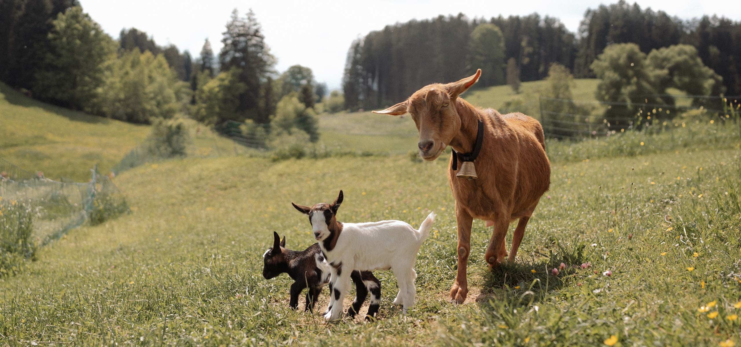 Urlaub auf dem Ferienhof Mair in Immenstadt im Allgäu