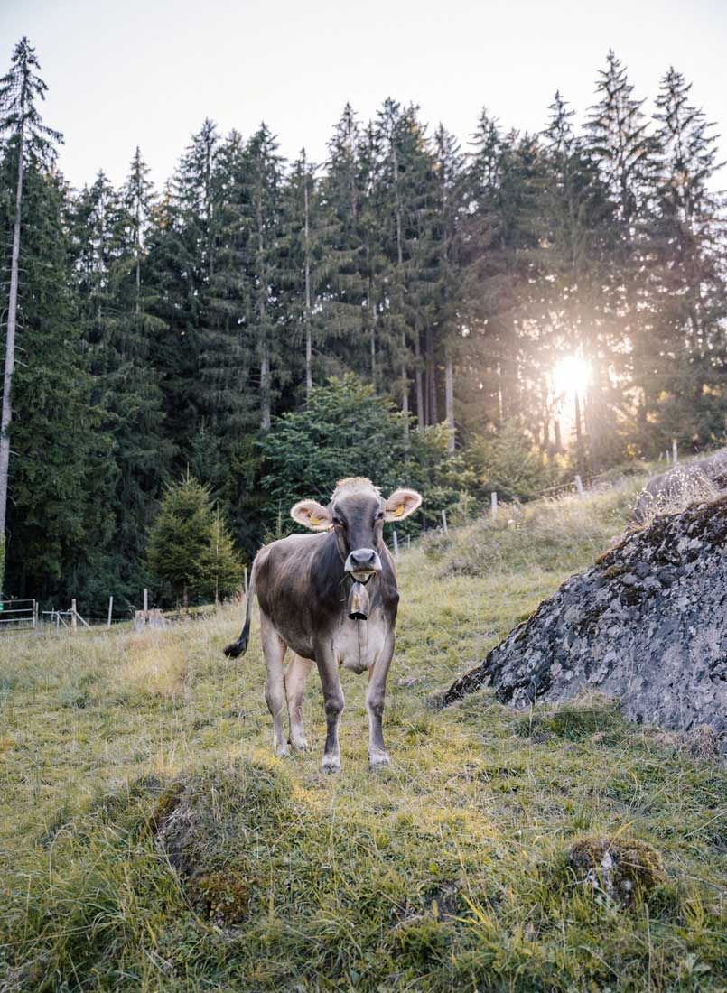 Kühe auf der Wiese in Blaichach im Allgäu